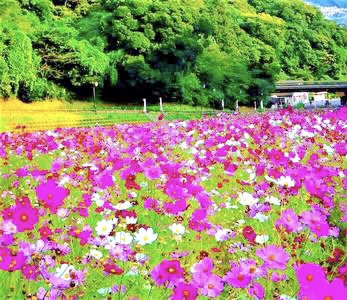 くりはま花の国