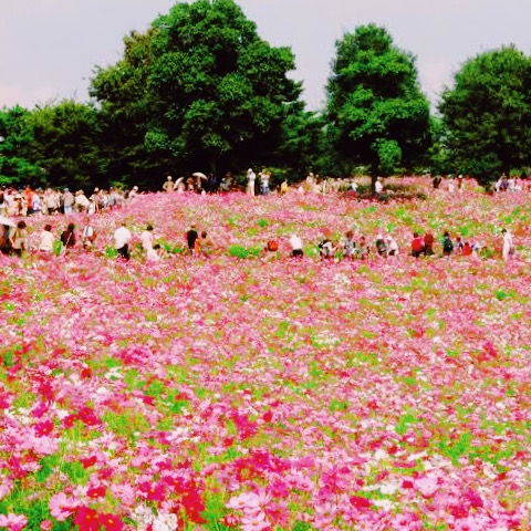 昭和国営記念館